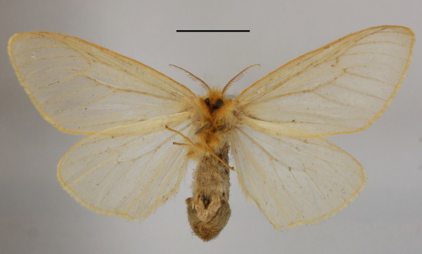 /filer/webapps/moths/media/images/T/tavetensis_Olapa_AF_MGCLb_03.JPG