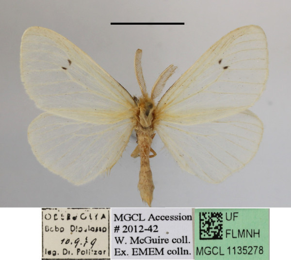 /filer/webapps/moths/media/images/T/tavetensis_Olapa_AM_MGCLa_01.JPG