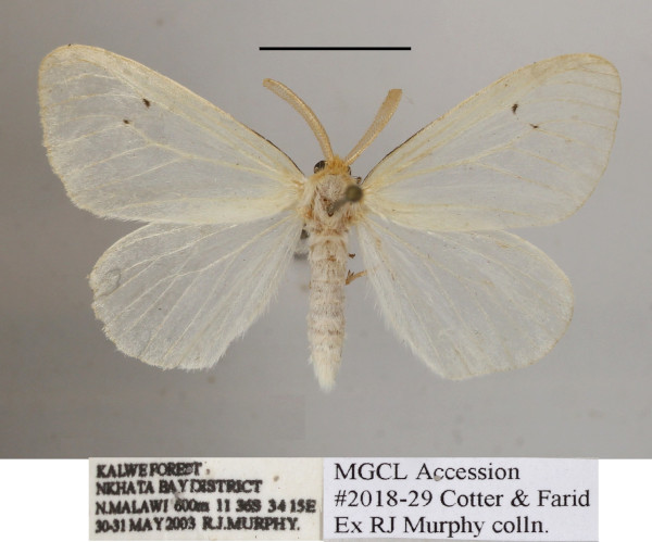 /filer/webapps/moths/media/images/T/tavetensis_Olapa_AM_MGCLa_04.JPG