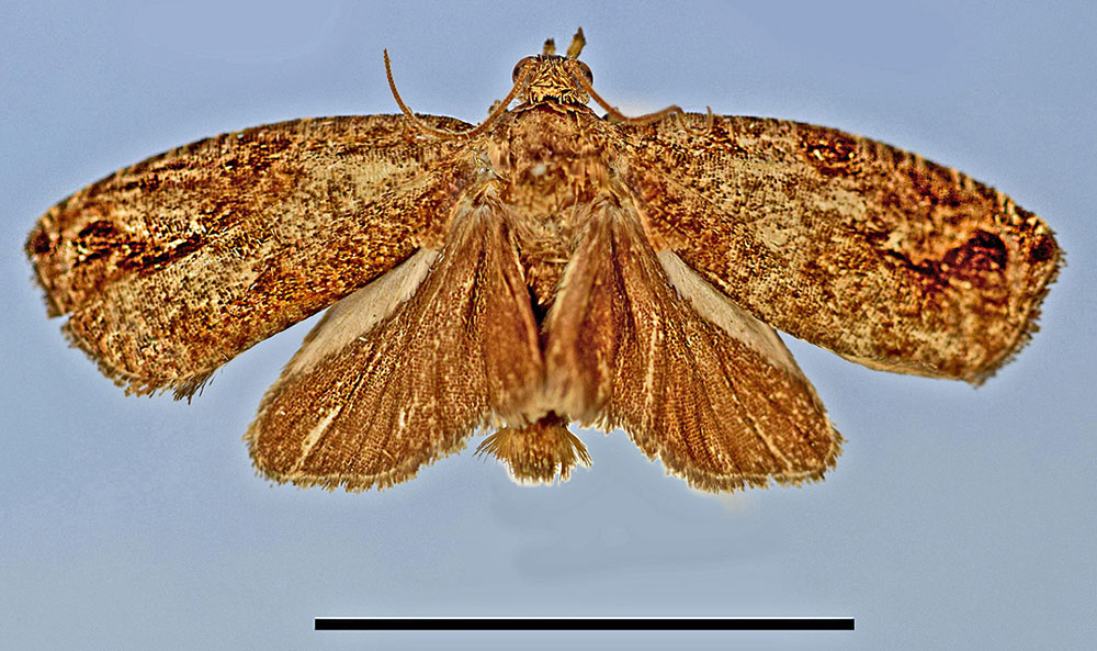 /filer/webapps/moths/media/images/T/taygete_Megalota_HT_MRSN.jpg