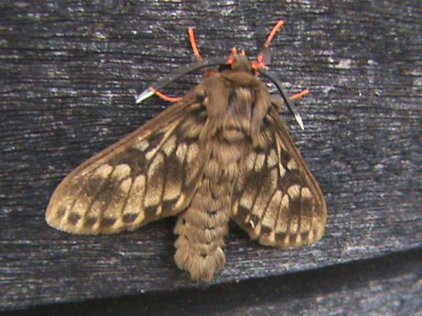/filer/webapps/moths/media/images/T/taymansi_Hippurarctia_A_Guyonnet.jpg
