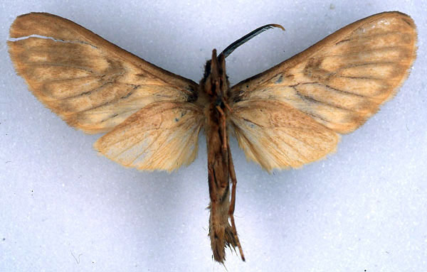 /filer/webapps/moths/media/images/T/taymansi_Hippurarctia_HT_BMNH_02.jpg