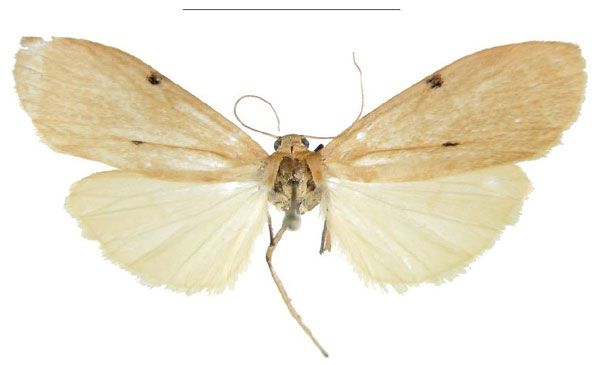 /filer/webapps/moths/media/images/T/tchibozo_Archithosia_HT_MSNS.jpg