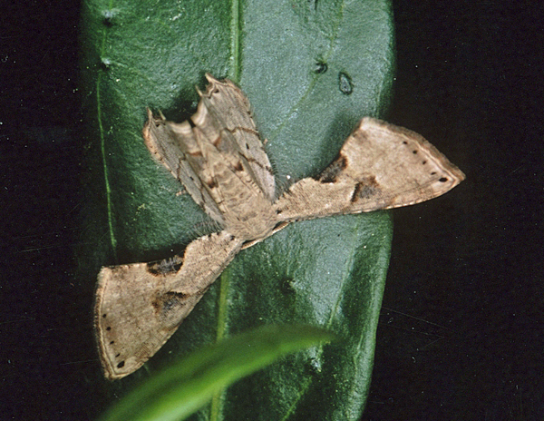 /filer/webapps/moths/media/images/T/teclata_Phazaca_A_Roland_01.jpg
