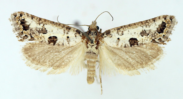 /filer/webapps/moths/media/images/T/tectonica_Pseudurgis_AF_TMSA.jpg