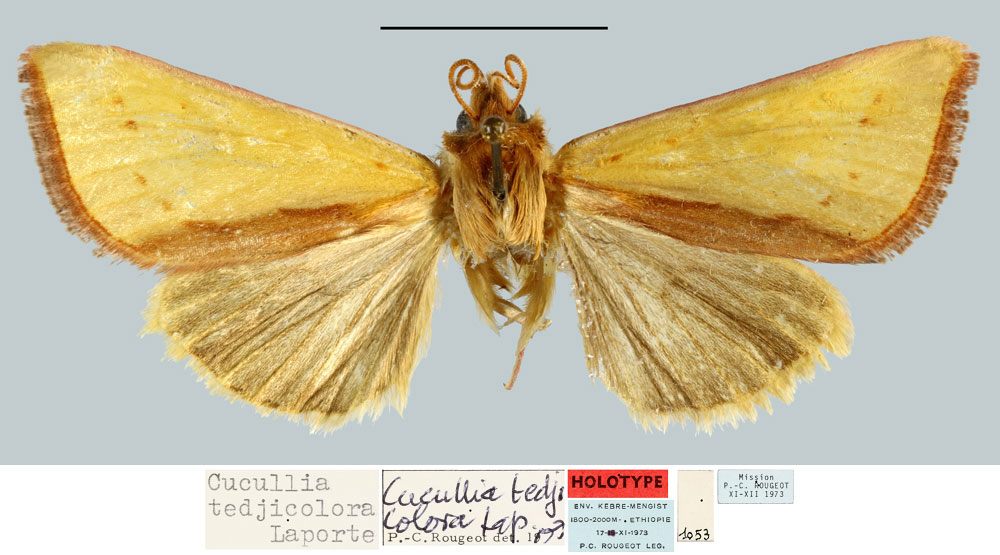 /filer/webapps/moths/media/images/T/tedjicolora_Cucullia_HT_MNHN.jpg