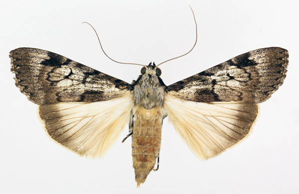 /filer/webapps/moths/media/images/T/tegulata_Audea_AF_TMSA_01.jpg
