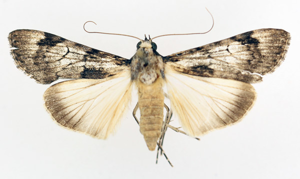 /filer/webapps/moths/media/images/T/tegulata_Audea_AF_TMSA_02.jpg