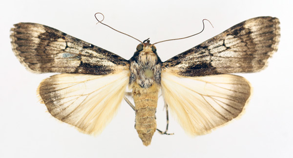 /filer/webapps/moths/media/images/T/tegulata_Audea_AM_TMSA_02.jpg