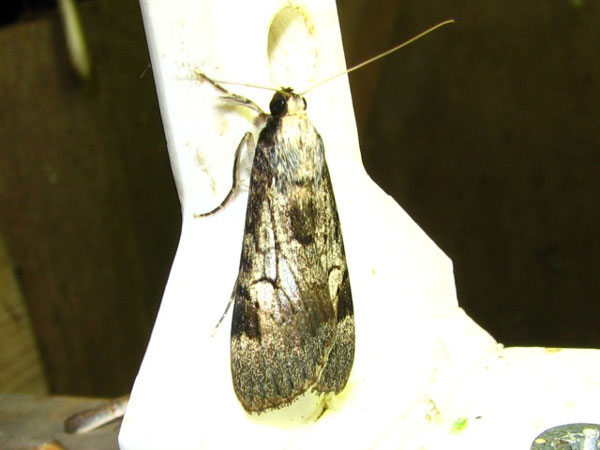 /filer/webapps/moths/media/images/T/tegulata_Audea_A_Goff.jpg