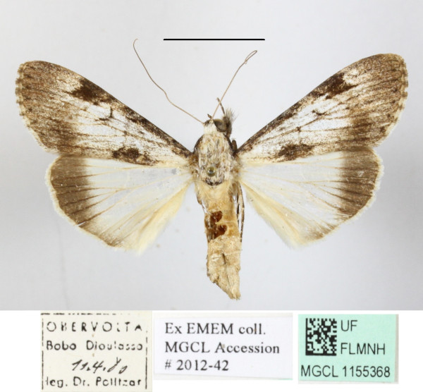 /filer/webapps/moths/media/images/T/tegulata_Audea_A_MGCLa_01.JPG