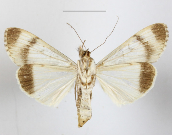 /filer/webapps/moths/media/images/T/tegulata_Audea_A_MGCLb_01.JPG