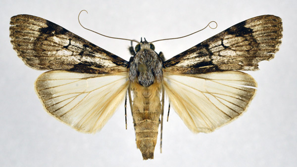 /filer/webapps/moths/media/images/T/tegulata_Audea_A_NHMO.jpg