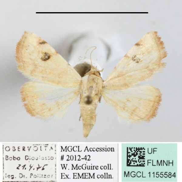 /filer/webapps/moths/media/images/T/teilhardi_Eublemma_A_MGCLa_01.JPG