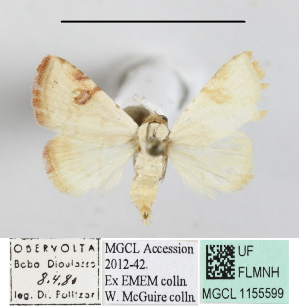 /filer/webapps/moths/media/images/T/teilhardi_Eublemma_A_MGCLa_02.JPG
