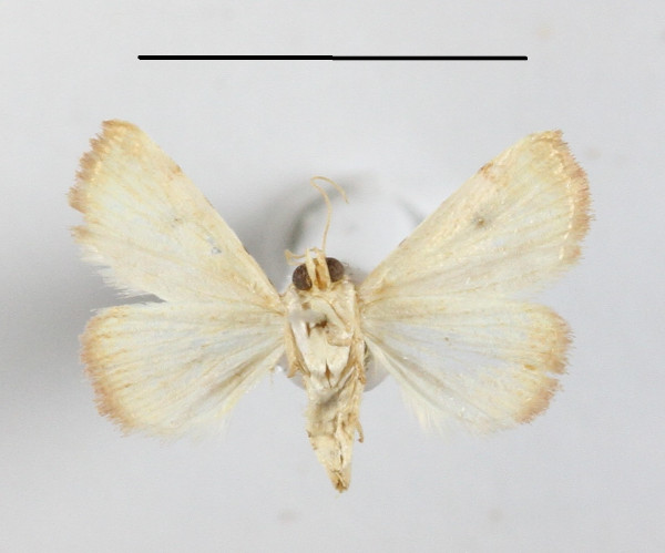 /filer/webapps/moths/media/images/T/teilhardi_Eublemma_A_MGCLb_01.JPG