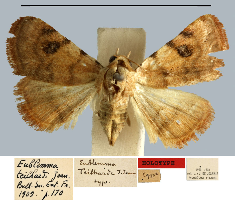 /filer/webapps/moths/media/images/T/teilhardi_Eublemma_HT_MNHN.jpg