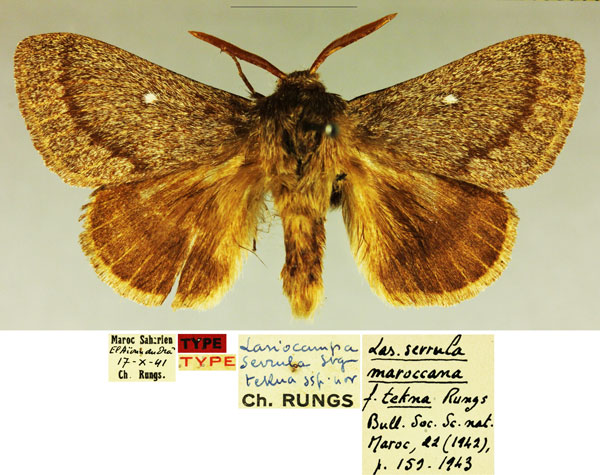 /filer/webapps/moths/media/images/T/tekna_Lasiocampa_HT_MNHNa.jpg