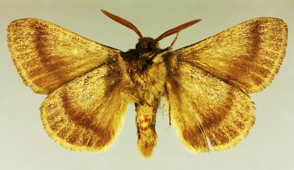 /filer/webapps/moths/media/images/T/tekna_Lasiocampa_HT_MNHNb.jpg