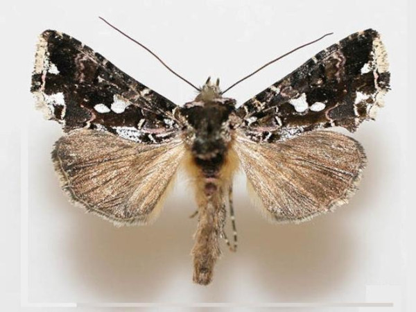 /filer/webapps/moths/media/images/T/telaugea_Thysanoplusia_A_X.jpg