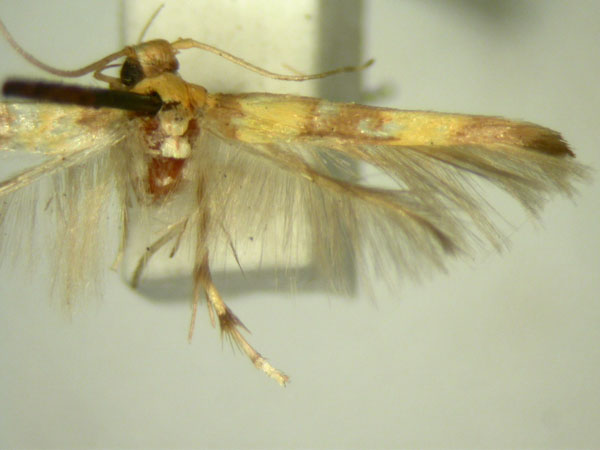/filer/webapps/moths/media/images/T/teleozona_Stathmopoda_HT2562_TMSA_02.jpg