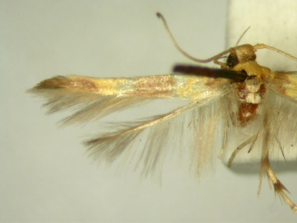 /filer/webapps/moths/media/images/T/teleozona_Stathmopoda_HT2562_TMSA_03.jpg