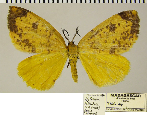 /filer/webapps/moths/media/images/T/teleutaea_Hylemera_AM_ZSM.jpg