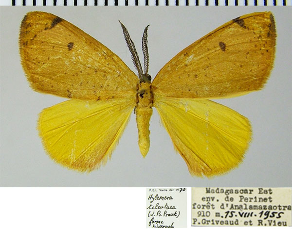 /filer/webapps/moths/media/images/T/teleutaea_Hylemera_AM_ZSM_01a.jpg