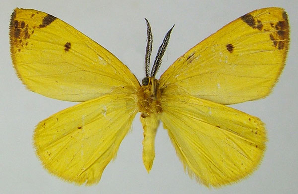 /filer/webapps/moths/media/images/T/teleutaea_Hylemera_AM_ZSM_01b.jpg