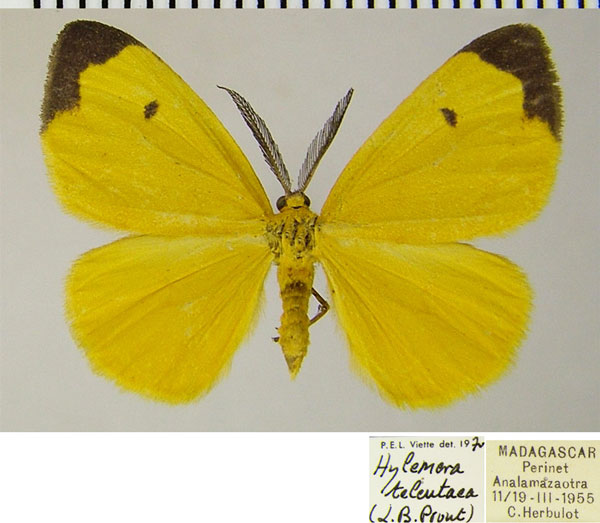 /filer/webapps/moths/media/images/T/teleutaea_Hylemera_AM_ZSMa.jpg