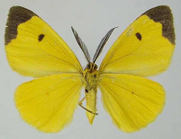 /filer/webapps/moths/media/images/T/teleutaea_Hylemera_AM_ZSMb.jpg