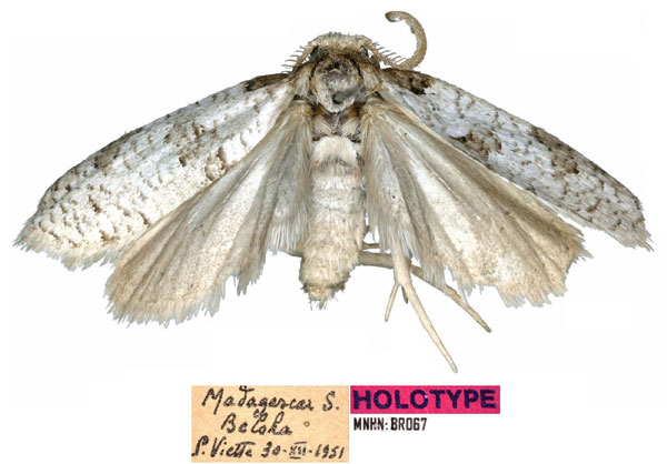 /filer/webapps/moths/media/images/T/telosamihafa_Typhonia_HT_MNHN.jpg