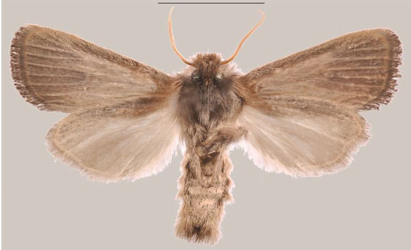 /filer/webapps/moths/media/images/T/temberma_Sesamia_HT_MNHNb.jpg