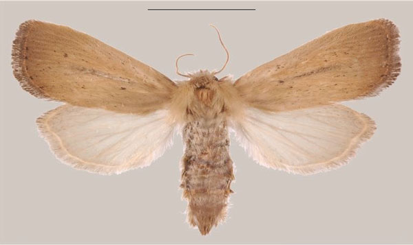 /filer/webapps/moths/media/images/T/temberma_Sesamia_PTF_MNHNa.jpg