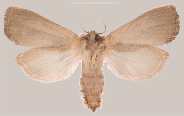 /filer/webapps/moths/media/images/T/temberma_Sesamia_PTF_MNHNb.jpg