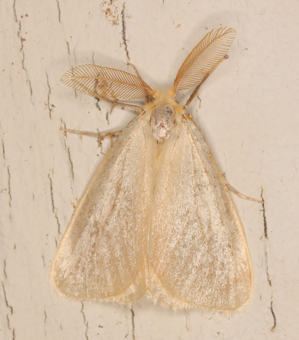 /filer/webapps/moths/media/images/T/temperata_Olapa_A_Heyns_01.jpg