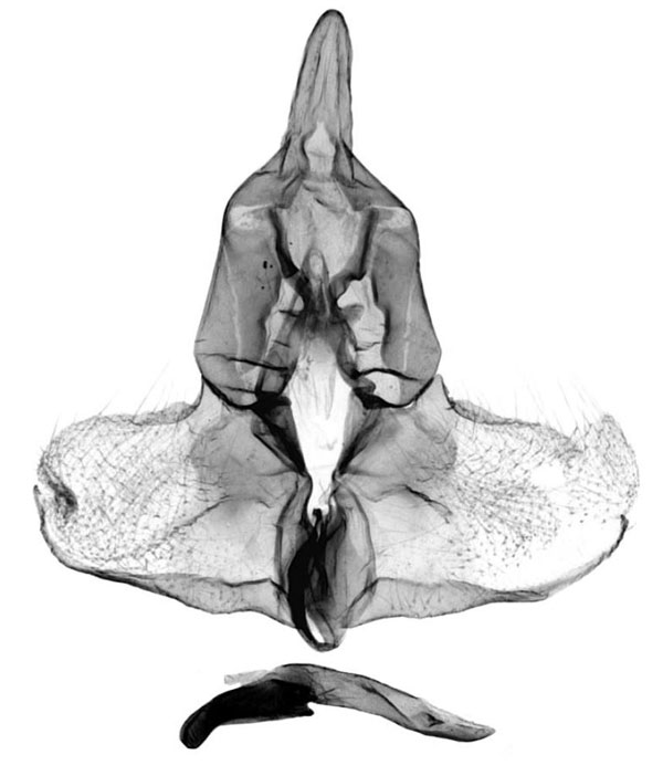 /filer/webapps/moths/media/images/T/tenax_Eucosma_GMLT_SAMC.jpg