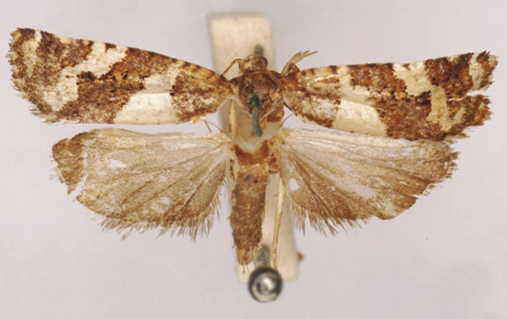 /filer/webapps/moths/media/images/T/tenax_Eucosma_LT_SAMC.jpg