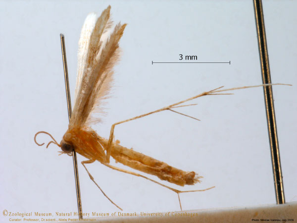 /filer/webapps/moths/media/images/T/tenax_Exelastis_A_ZMUC.jpg