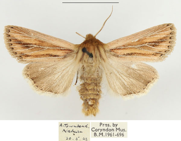 /filer/webapps/moths/media/images/T/tenebra_Leucania_AM_BMNH.jpg