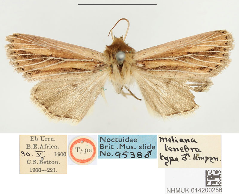 /filer/webapps/moths/media/images/T/tenebra_Meliana_HT_BMNH.jpg