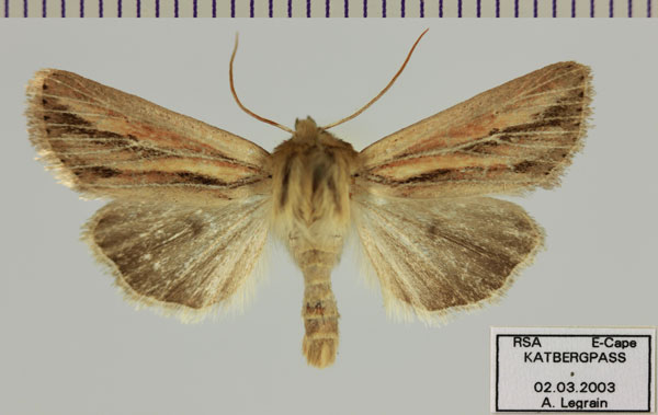 /filer/webapps/moths/media/images/T/tenebra_Melionica_AM_Legrain.jpg