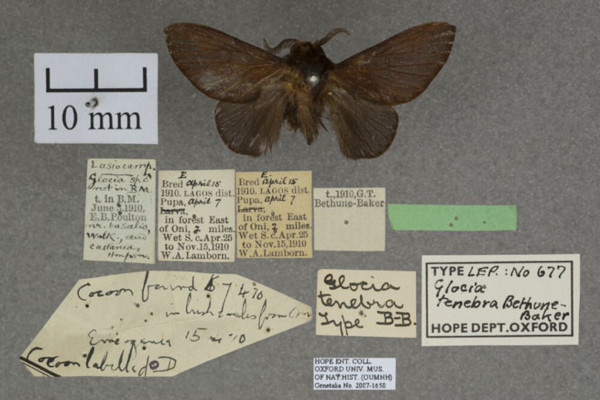 /filer/webapps/moths/media/images/T/tenebra_Pseudometa_HTM_OUMNHa_01.jpg
