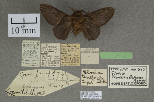 /filer/webapps/moths/media/images/T/tenebra_Pseudometa_HTM_OUMNHb_01.jpg