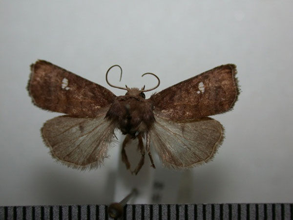 /filer/webapps/moths/media/images/T/tenebrata_Caradrina_A_Revell.jpg