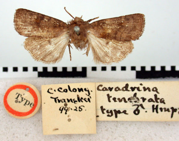 /filer/webapps/moths/media/images/T/tenebrata_Caradrina_HT_BMNH.jpg