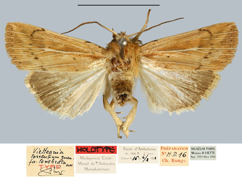 /filer/webapps/moths/media/images/T/tenebrata_Vietteania_HT_MNHN.jpg