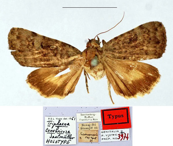 /filer/webapps/moths/media/images/T/tenebricosa_Triphaena_HT_MNHN.jpg