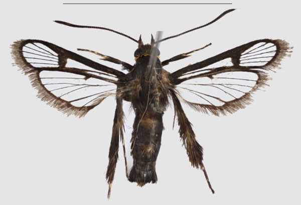 /filer/webapps/moths/media/images/T/tenebricus_Crinipus_HT_SMNSa.jpg