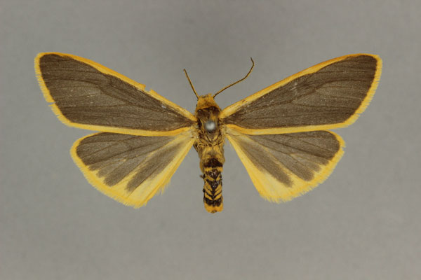 /filer/webapps/moths/media/images/T/tenebrosa_Acantharctia_HT_BMNH.jpg